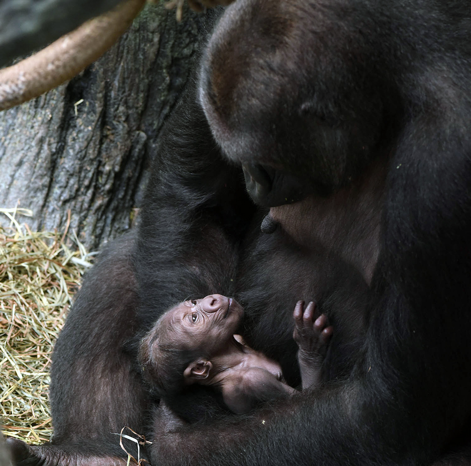 Chicago Zoological Society Gorilla Born at Brookfield Zoo
