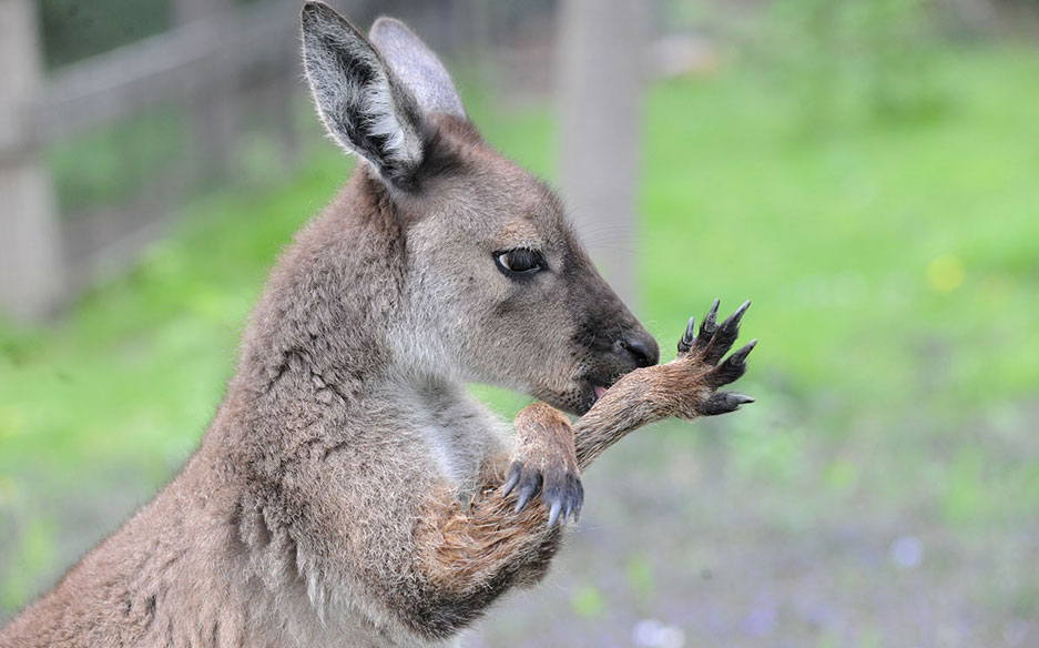 Chicago Zoological Society On Deducing Animal Behavior