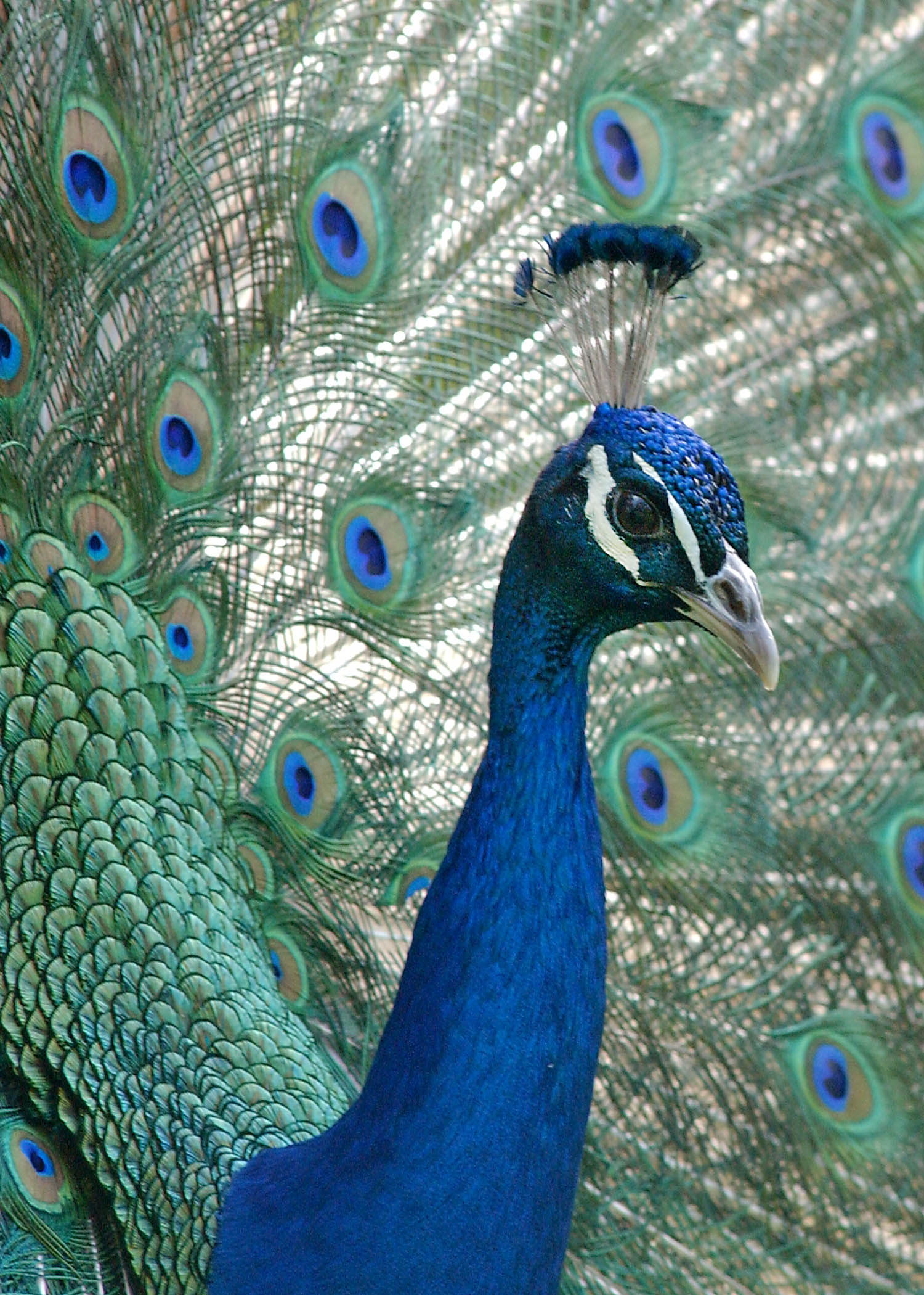 City Of South Gate >> Chicago Zoological Society - Peacock City Of South Gate >> Chicago Zoological Society - Peacock