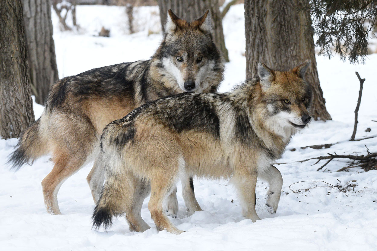 Mexican wolves at Brookfield Zoo