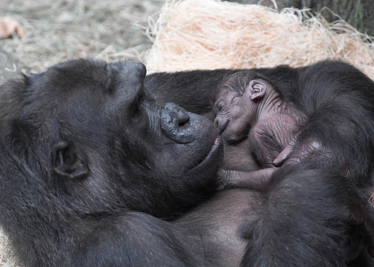 gorilla born at Brookfield Zoo