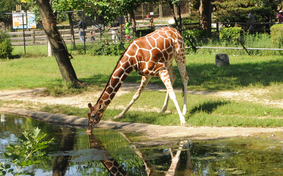 Giraffe at Brookfield Zoo watering hole