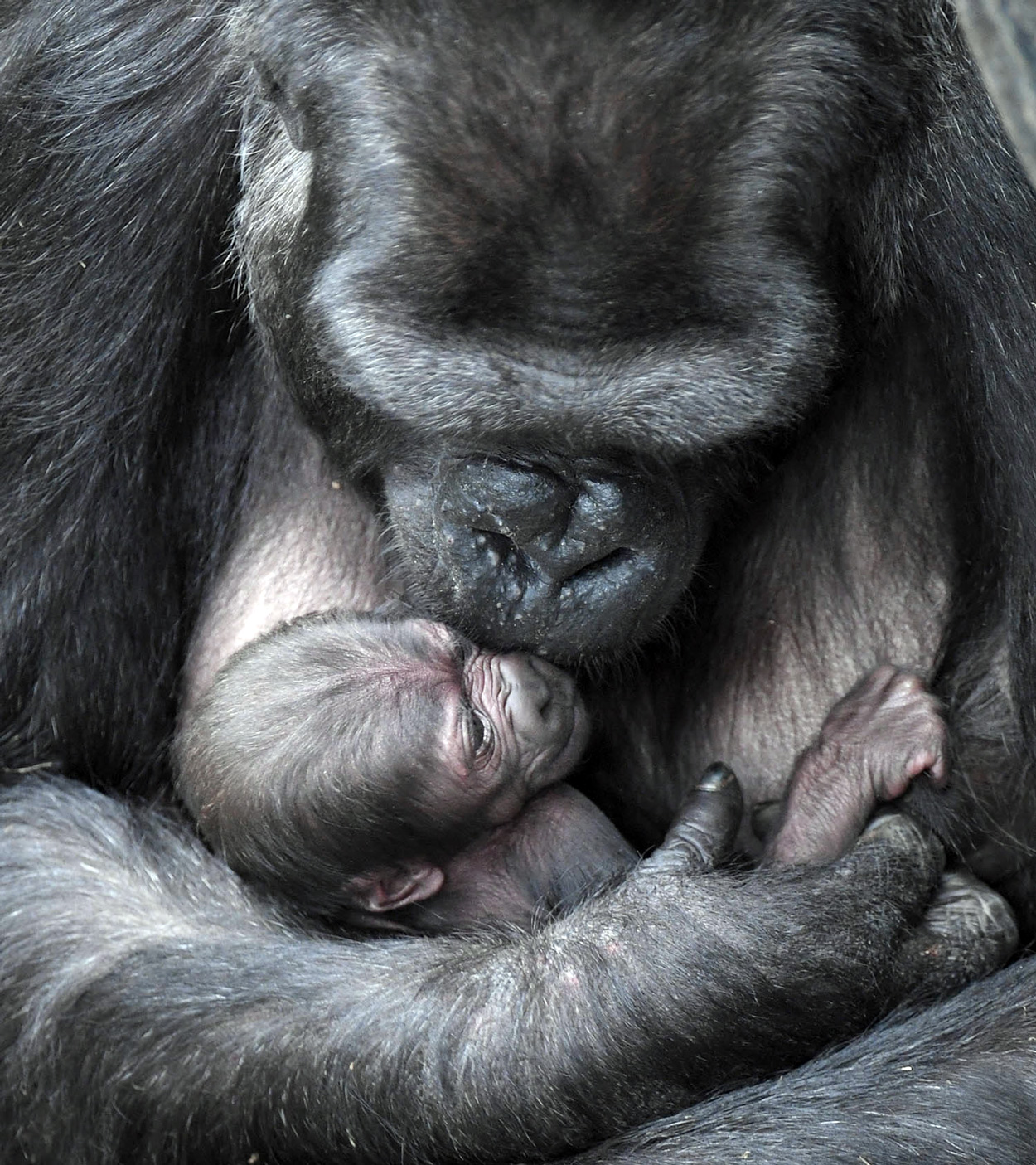 Baby Gorilla born June 1, 2018, Brookfield Zoo