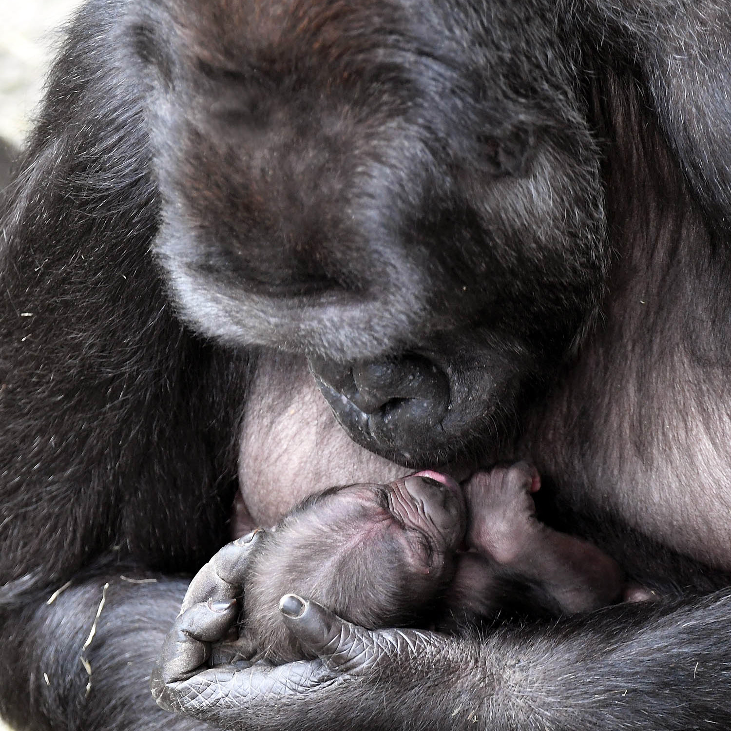 Baby Gorilla born June 1, 2018, Brookfield Zoo