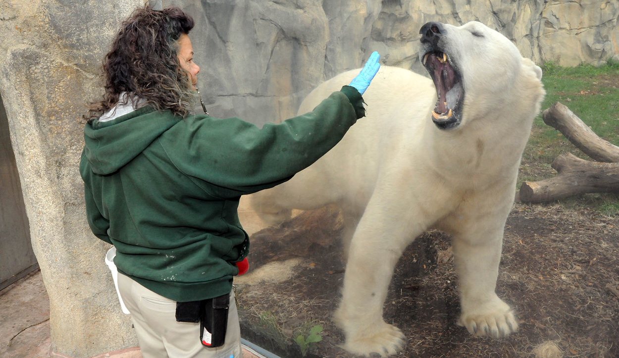 Hudson Polar Bear at Brookfield Zoo - training