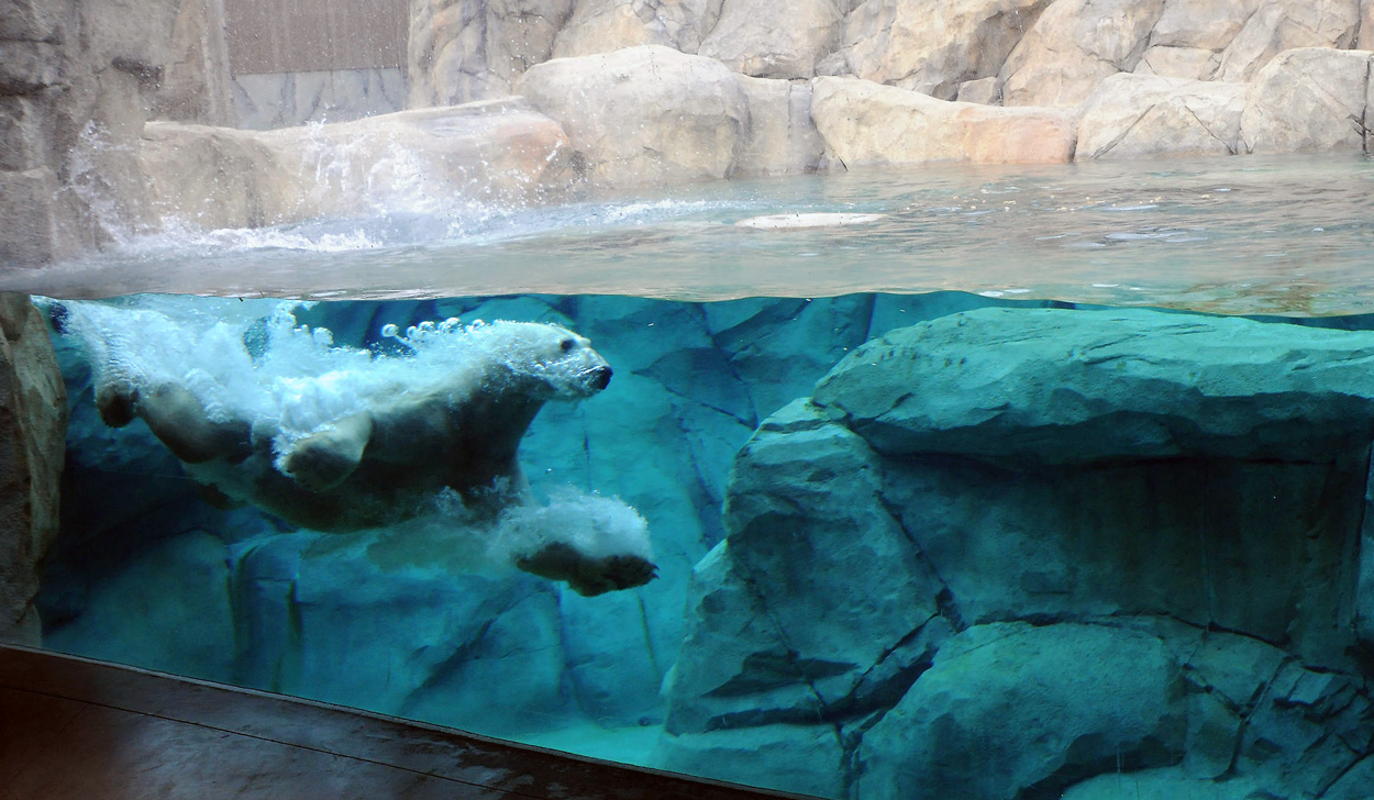 Hudson Polar Bear swimming at Brookfield Zoo