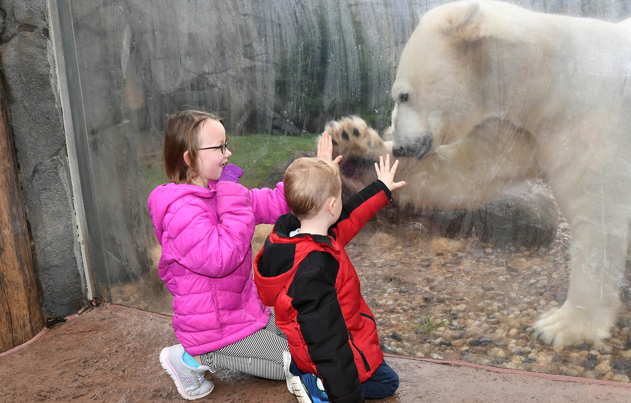 Hudson Polar Bear at Brookfield Zoo