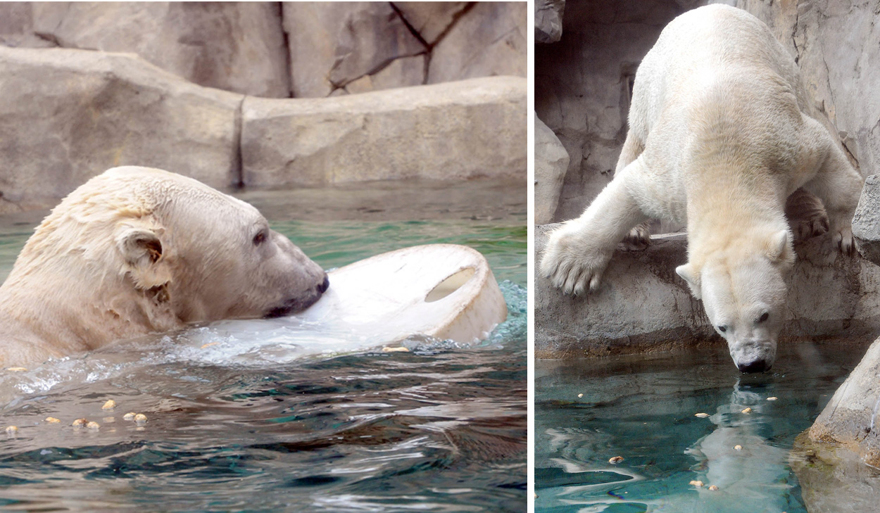 Hudson Polar Bear with enrichment at Brookfield Zoo