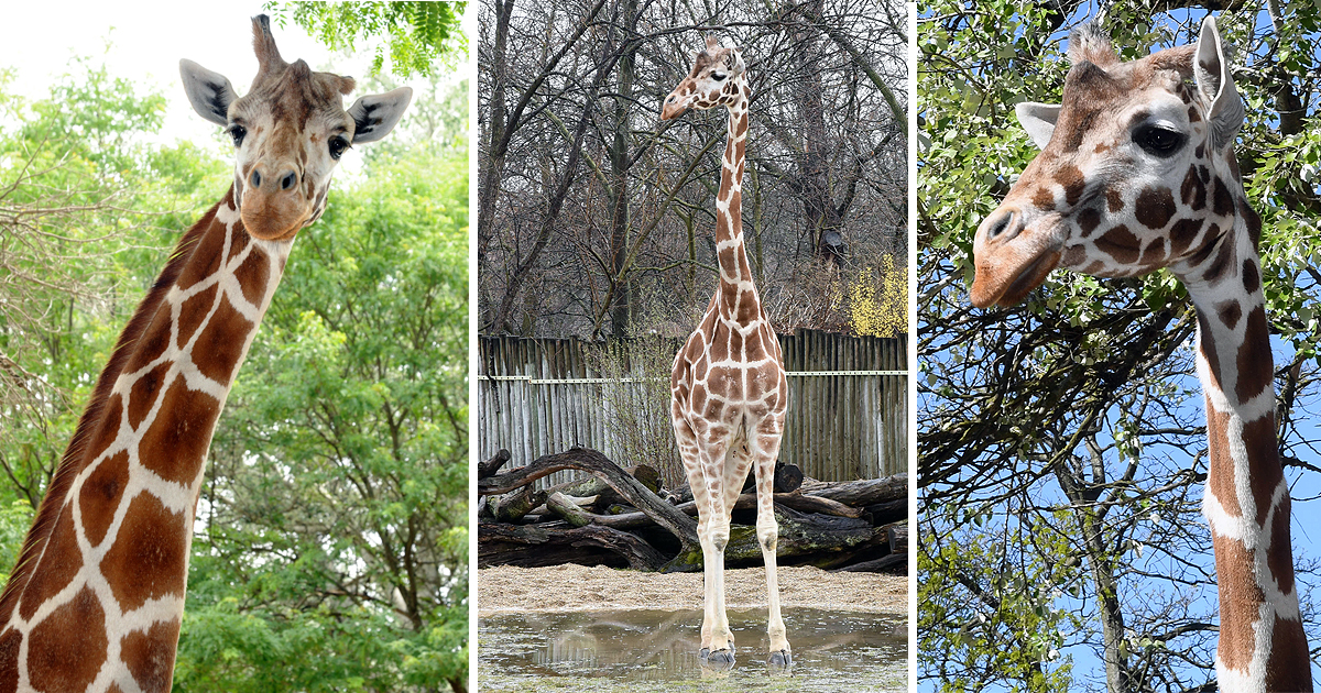 Mithra Giraffe at Brookfield Zoo