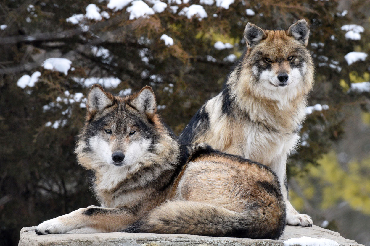 Mexican wolves at Brookfield Zoo