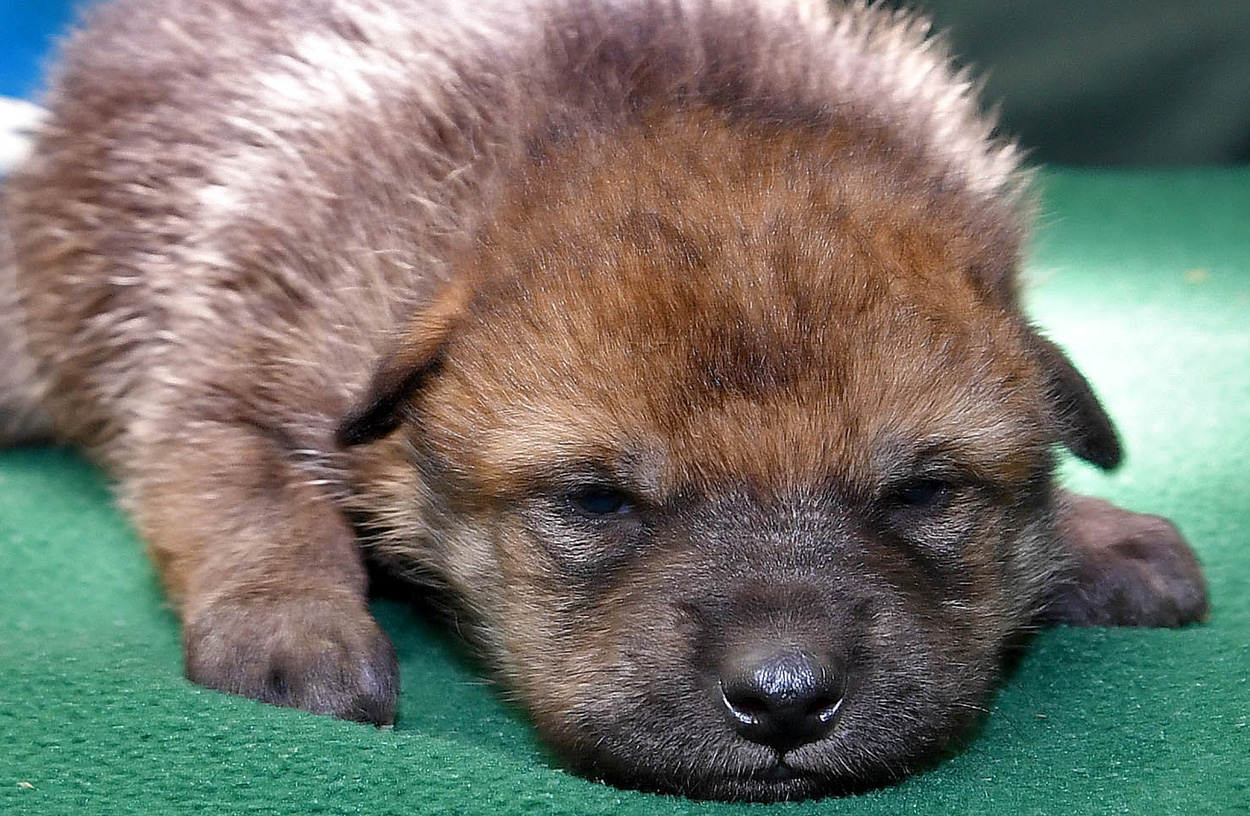 Mexican gray wolf pup at Brookfield Zoo