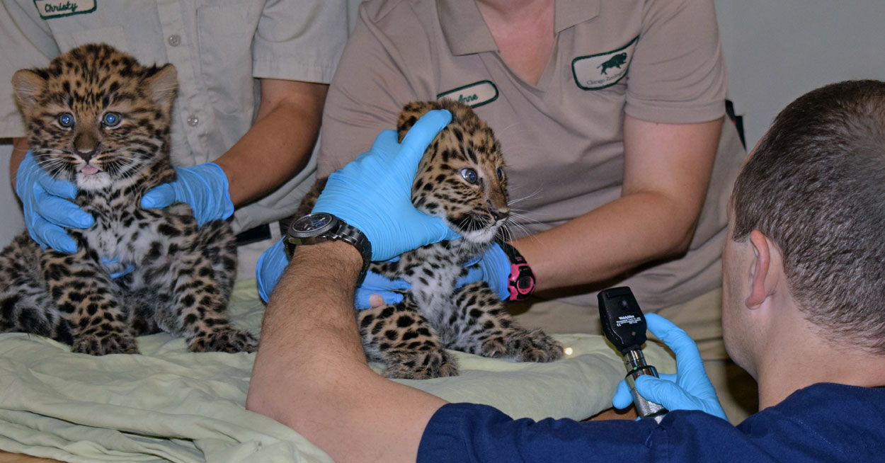 Amur Leopard Cubs born at Brookfield Zoo