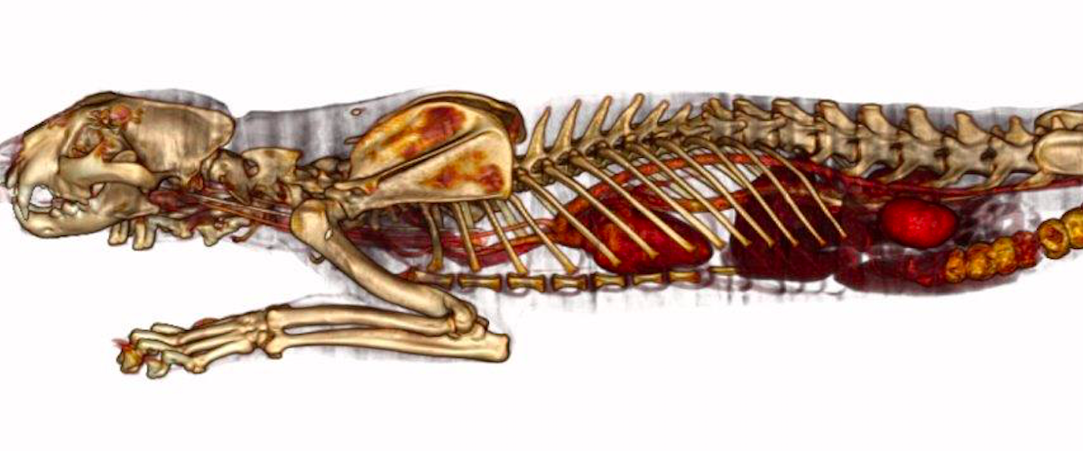 Chicago Zoological Society - Radiology Consulting Service