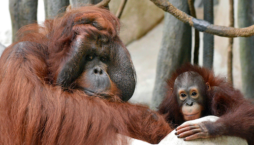 Chicago Zoological Society - Brookfield Zoo Home