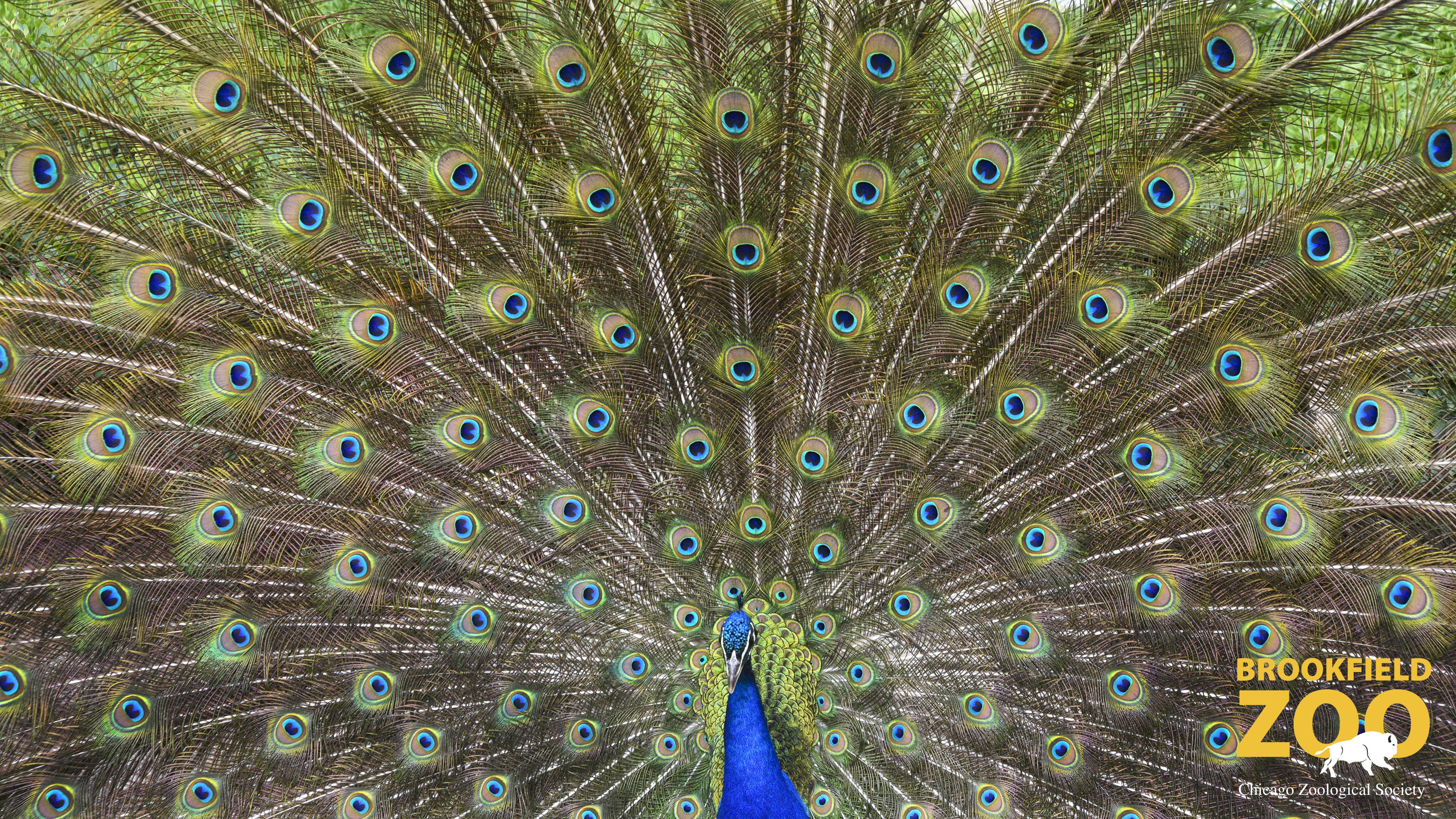 Chicago Zoological Society - Brookfield Zoo Backgrounds for Your Zoom  Meeting