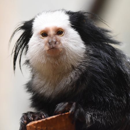 marmoset monkey