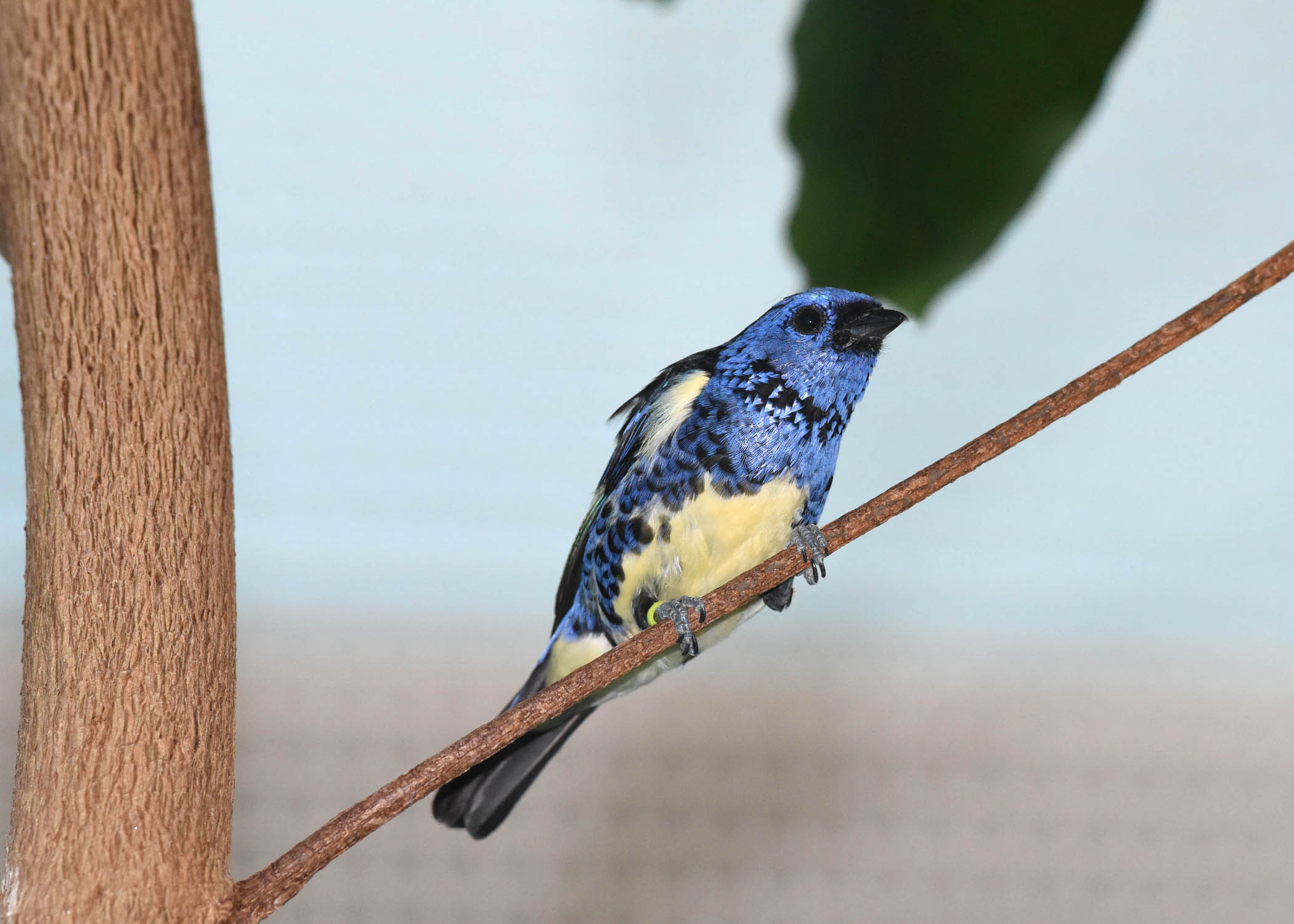Turquoise-tanager-1-(1).JPG