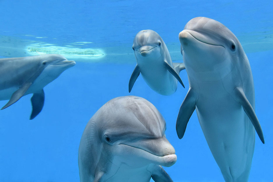Four-dolphins_937x625.jpg