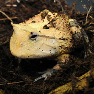 Amazon-Horned-Toad_185x185.jpg