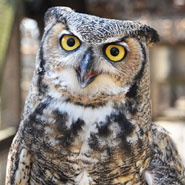 Great-Horned-Owl_185x185.jpg