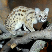 Small-Spotted-Genet_185x185.jpg