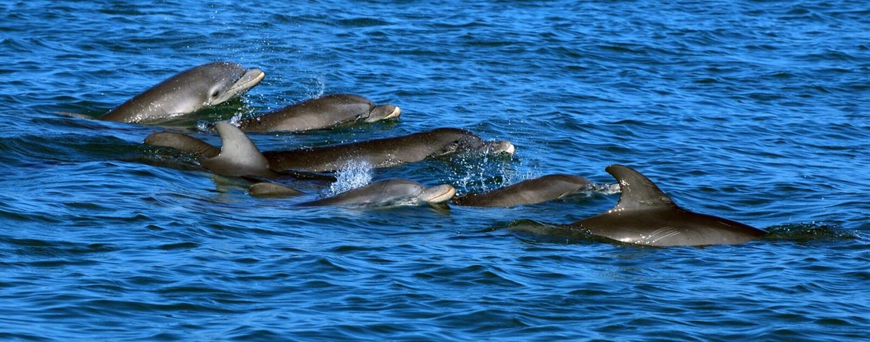 Sarasota Dolphin Research Program