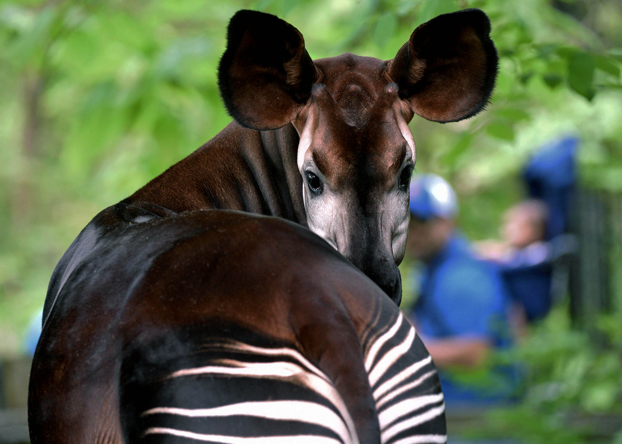 Chicago Zoological Society Celebrate World Okapi Day 19 At Brookfield Zoo