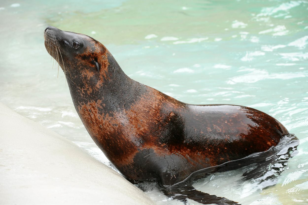 Pinniped Point