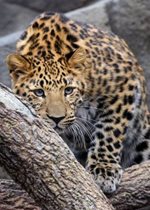 Amur Leopard - Sasha