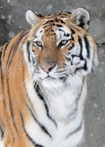 Amur Tiger - Whirl