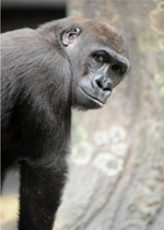 Lowland Gorilla - Kamba