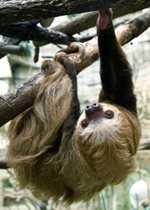Two-toed Sloth - Raisin