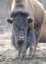 American Bison - Lucy