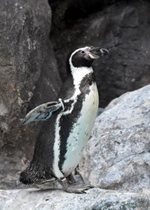 Humboldt Penguin - Divot