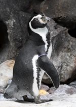 Humboldt Penguin - Valentino