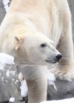 Polar Bear - Hudson