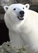 Polar Bear - Hope