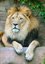 African Lion - Brutus