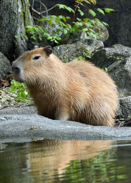 How to Adopt a Capybara from the Zoo