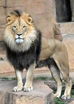 African Lion - Titus