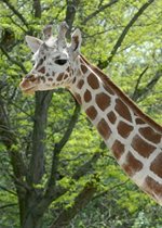 Reticulated Giraffe - Jasiri