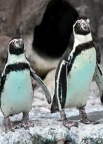 Humboldt Penguin Pair - Patty & Valentino