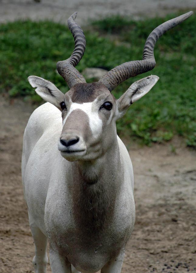 addax AA