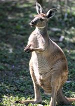 Western Gray Kangaroo - Troody