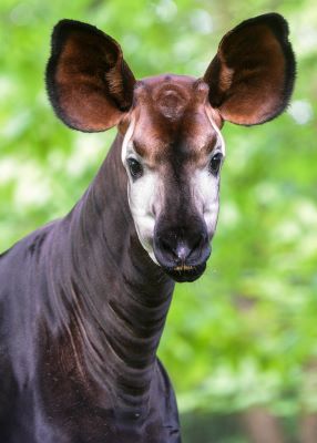 okapi face