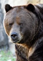 Grizzly Bear - Axhi